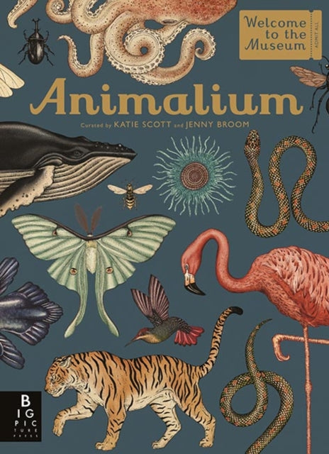 Animalium by Jenny Broom